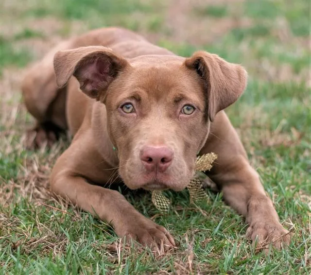 A young small-sized female American Staffordshire Terrier dog named Rylee for adoption in York, SC