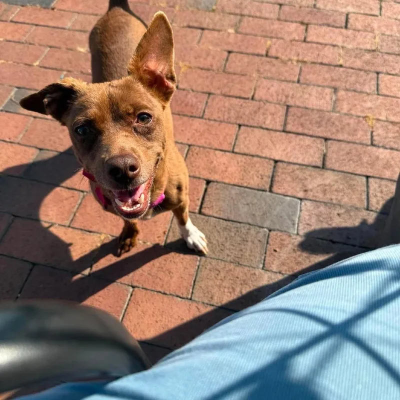 An adult small-sized female Brown / Chocolate American Staffordshire Terrier dog named Pebbles for adoption in Long Island City, NY