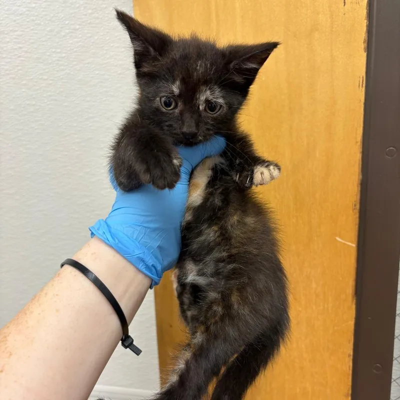 A baby small-sized female Black Domestic Short Hair cat named Cowboy Beans for adoption in Columbiana, AL