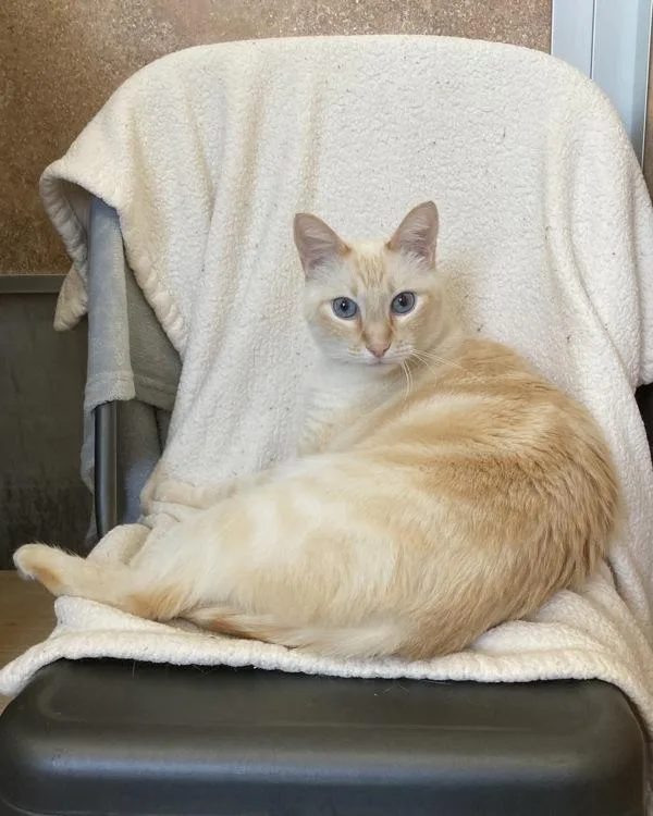 An adult small-sized male Domestic Short Hair cat named Snowman for adoption in Novato, CA