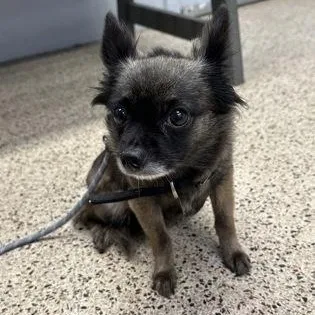 An adult small-sized female Pomeranian dog named Midnight for adoption in Philadelphia, PA