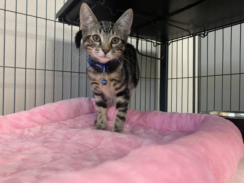 A baby medium-sized male Domestic Short Hair cat named Luke for adoption in Sanford, FL