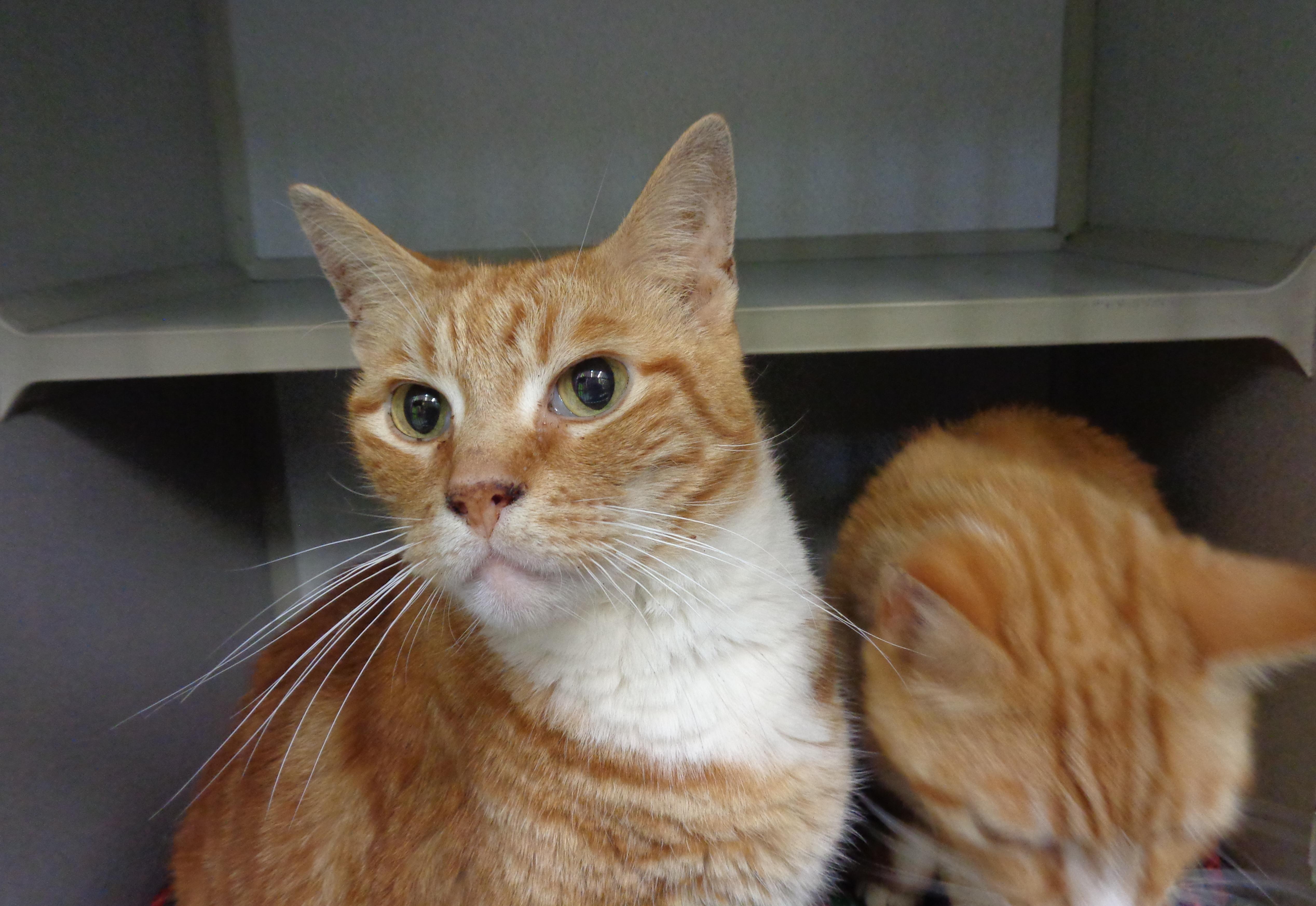 An adult medium-sized male Orange & White Tabby cat named Herbie for adoption in Delhi, NY