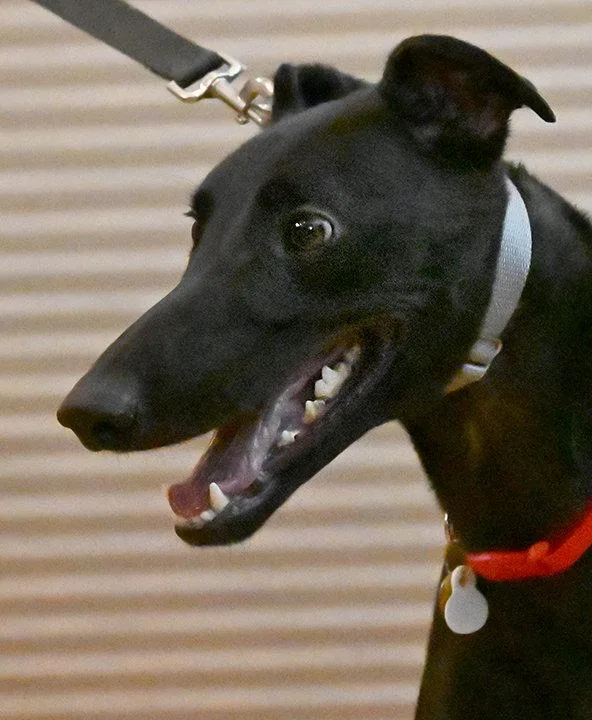 An adult medium-sized male Greyhound dog named Land for adoption in Minneapolis, MN