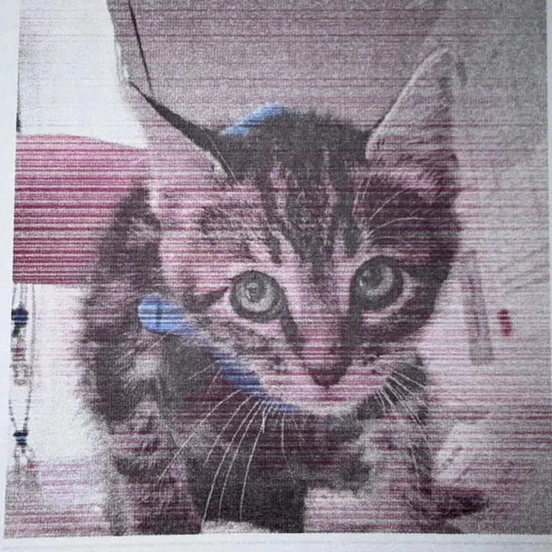A baby small-sized male Brown / Chocolate Domestic Short Hair cat named Luke for adoption in San Antonio, TX