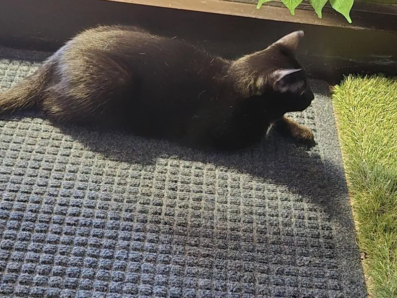 A young small-sized female Black Domestic Short Hair cat named Evelyn for adoption in Plymouth, MN