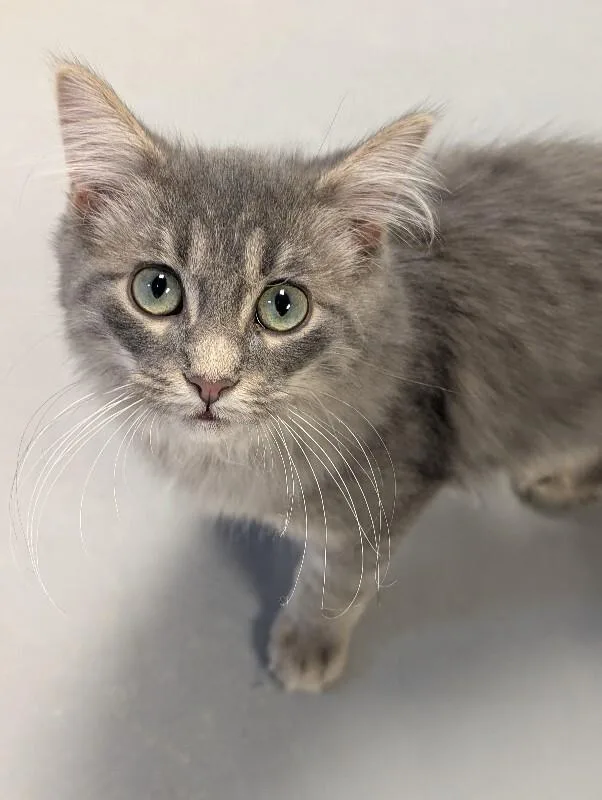 A young medium-sized male Tabby (Gray / Blue / Silver) Domestic Long Hair cat named Hephaestus for adoption in Adrian, MI