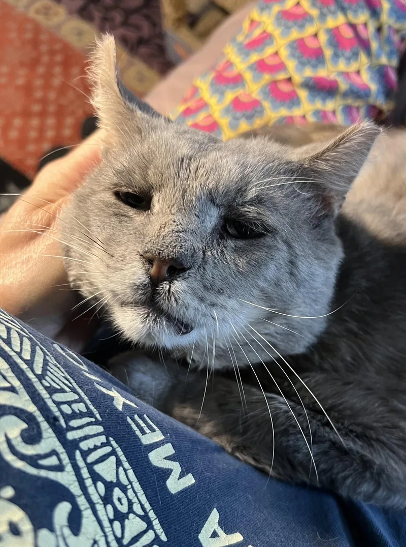 Buddy
