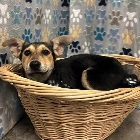 A baby large-sized female Black German Shepherd Dog dog named Jersey for adoption in Cedarburg, WI