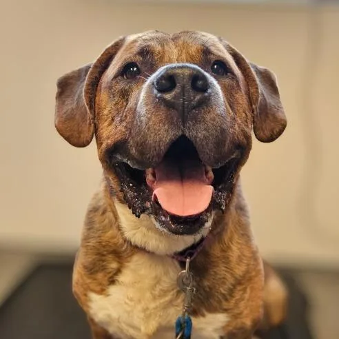 A young extra large-sized male Mastiff dog named Sully for adoption in Barron, WI
