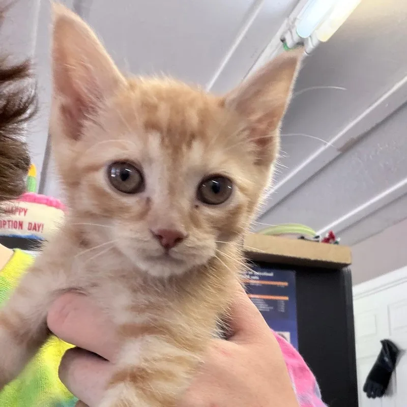 A baby small-sized male Orange / Red Domestic Short Hair cat named Lorcan for adoption in Russellville, KY