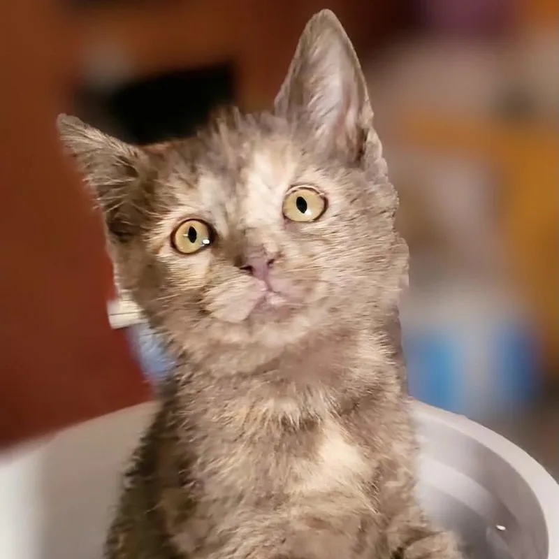 A baby medium-sized female Dilute Tortoiseshell Domestic Short Hair cat named Salsa for adoption in Batavia, NY