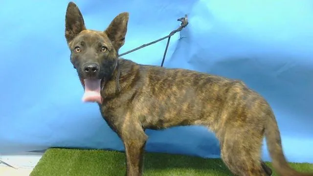 A young medium-sized female German Shepherd Dog dog named Coco for adoption in Gardena, CA