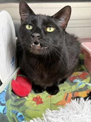 Tyler Bonded With Oliver