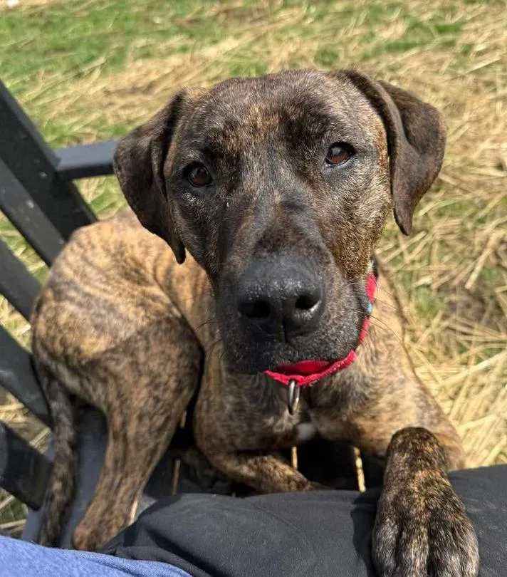 An adult medium-sized female Brindle Plott Hound dog named Athena for adoption in Hornell, NY