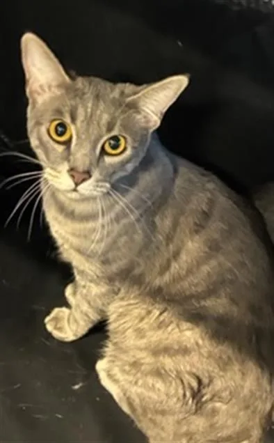 A young medium-sized female Domestic Short Hair cat named Lilith for adoption in Palmetto, FL