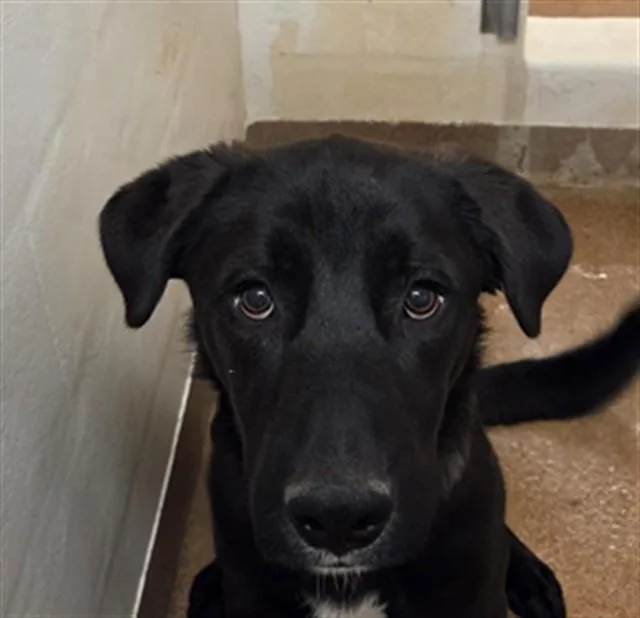 An adult medium-sized male Labrador Retriever dog named Rocky for adoption in Casper, WY