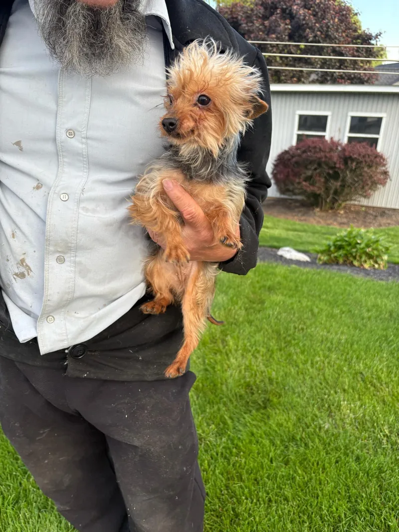 An adult small-sized female Yorkshire Terrier dog named Emmy for adoption in Havertown, PA