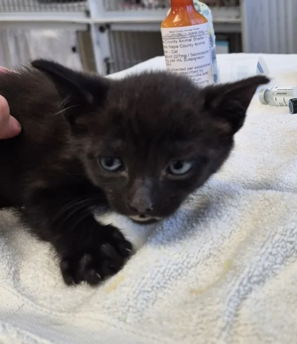 A baby medium-sized male Domestic Short Hair cat named Moosa for adoption in Napa, CA