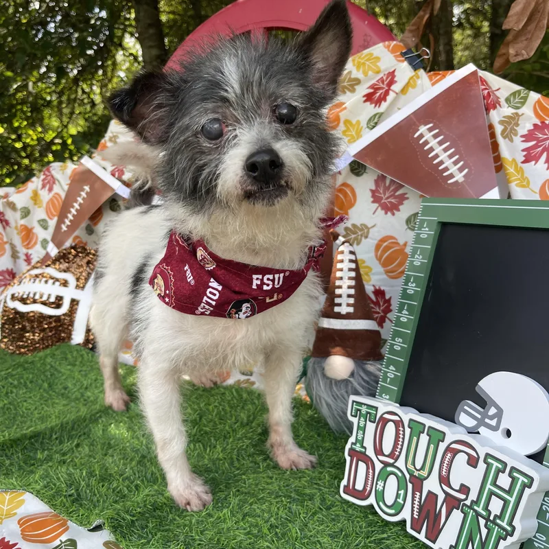 An adult small-sized male Cairn Terrier dog named Guadalupe for adoption in Sebring, FL