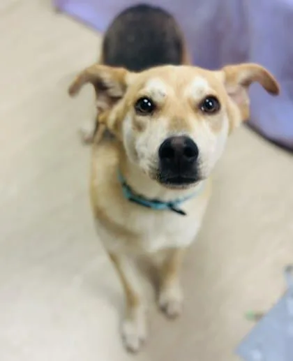 An adult medium-sized male Mixed Breed dog named Shawn for adoption in West Chester, PA