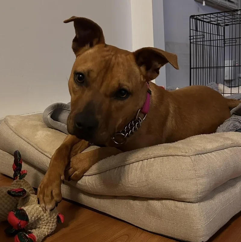 A baby medium-sized female Brown / Chocolate Pit Bull Terrier dog named London for adoption in South Plainfield, NJ