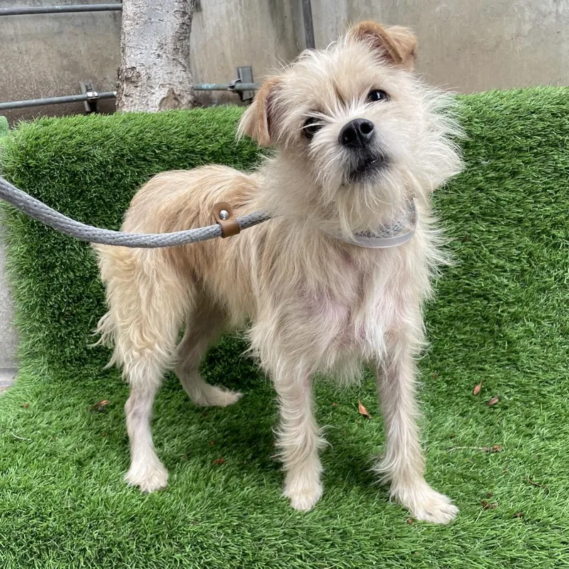 A young small-sized male Yellow / Tan / Blond / Fawn Terrier dog named Watson for adoption in Pasadena, CA