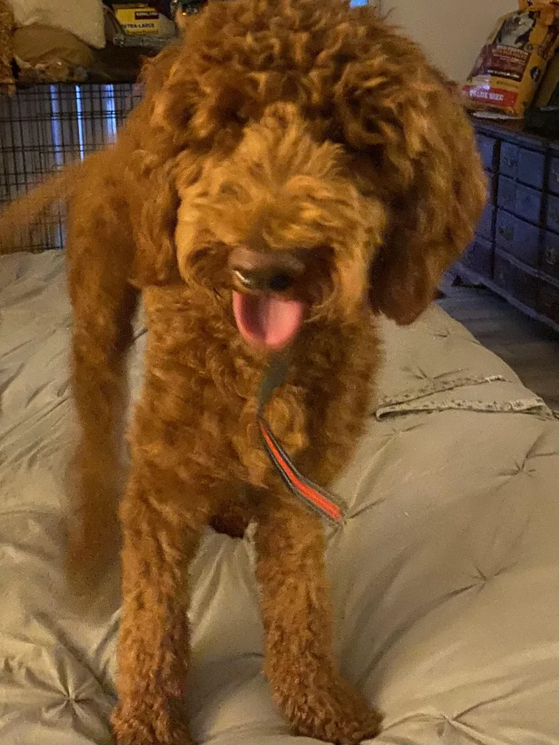 A young medium-sized female Brown / Chocolate Standard Poodle dog named Bella for adoption in Moreno Valley, CA