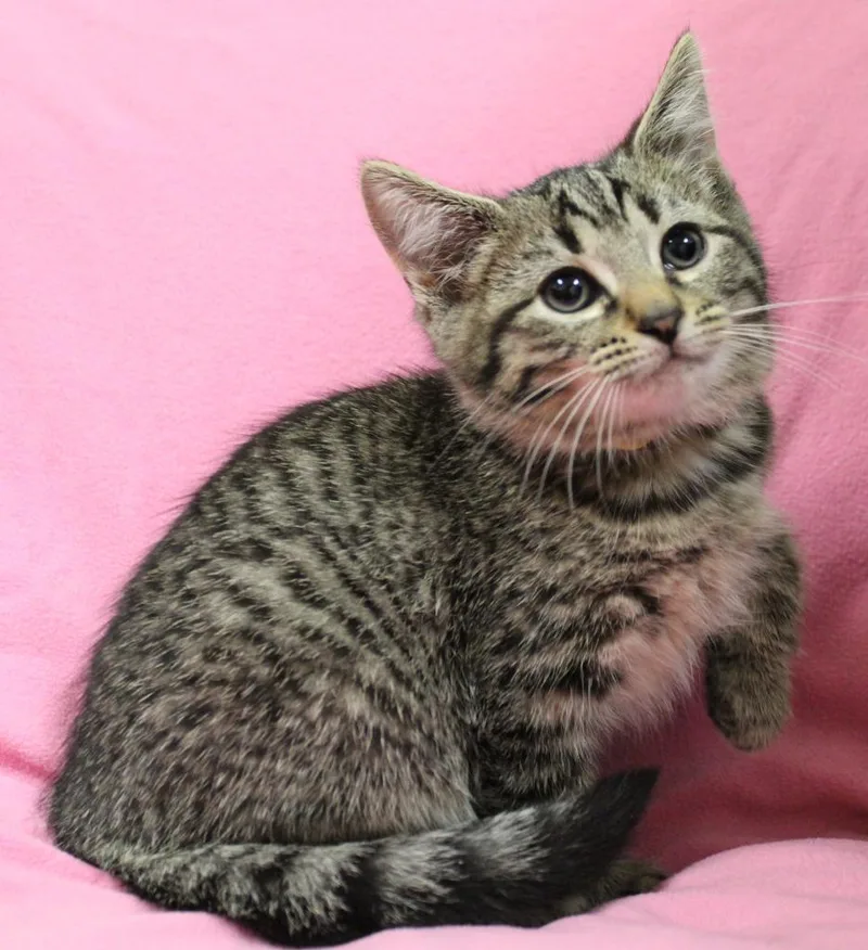 A young small-sized female Domestic Medium Hair cat named Macchiato for adoption in Fremont, OH