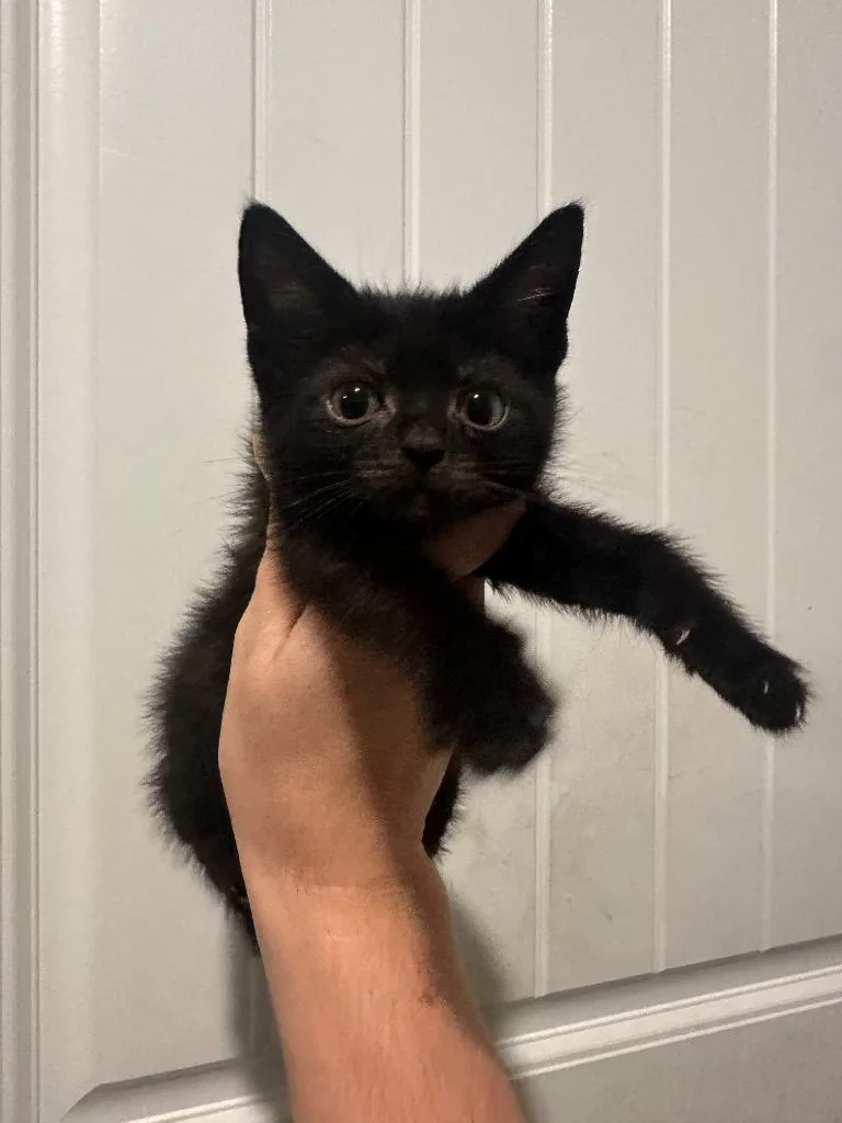 A baby large-sized male Domestic Short Hair cat named Jet for adoption in warrenville, SC