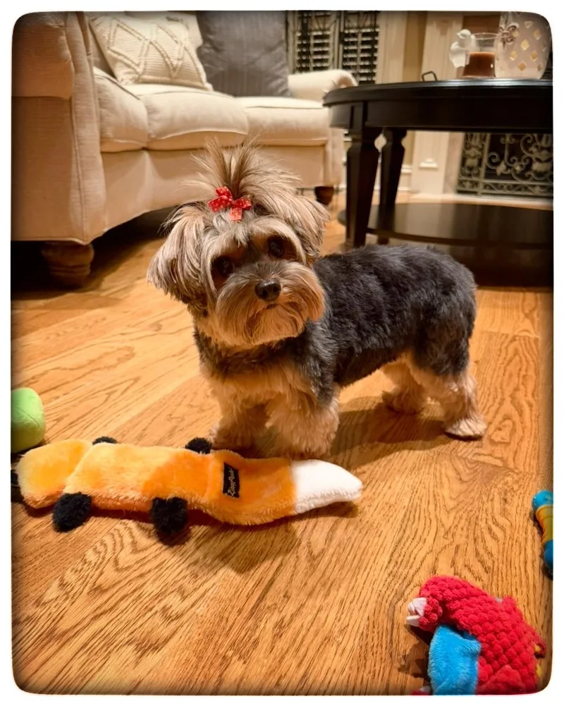 An adult small-sized female Gray / Blue / Silver Yorkshire Terrier dog named Stella Grace for adoption in Antioch, TN