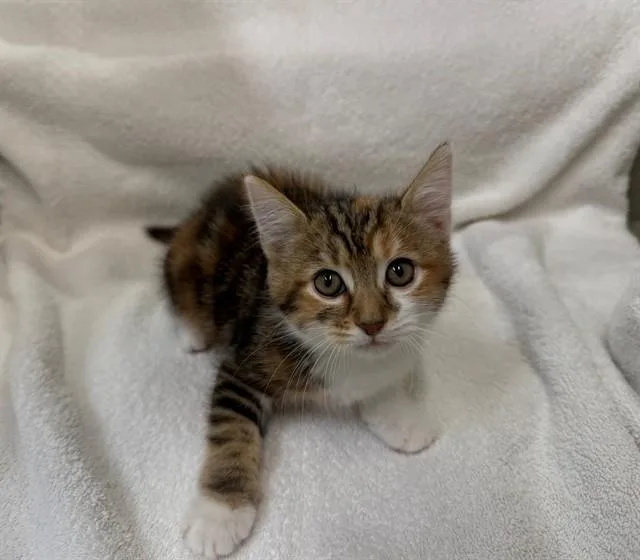 A baby small-sized female Domestic Short Hair cat named Jam for adoption in Moreno Valley, CA