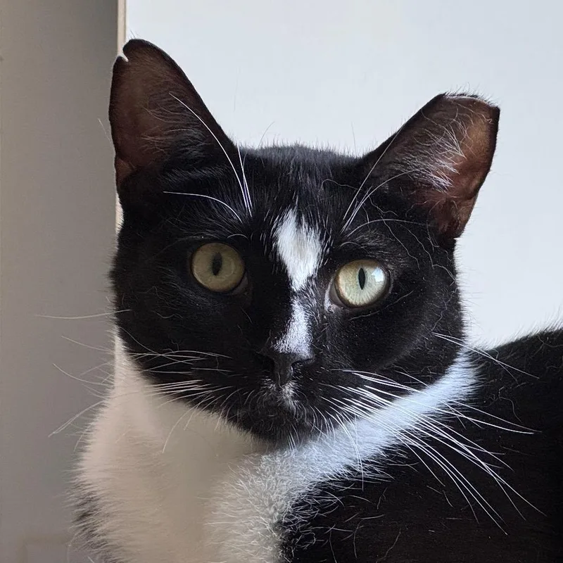 An adult medium-sized male Black Domestic Short Hair cat named Mork for adoption in Salisbury, MA