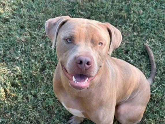 A young large-sized male Pit Bull Terrier dog named Jojo for adoption in Tulsa, OK