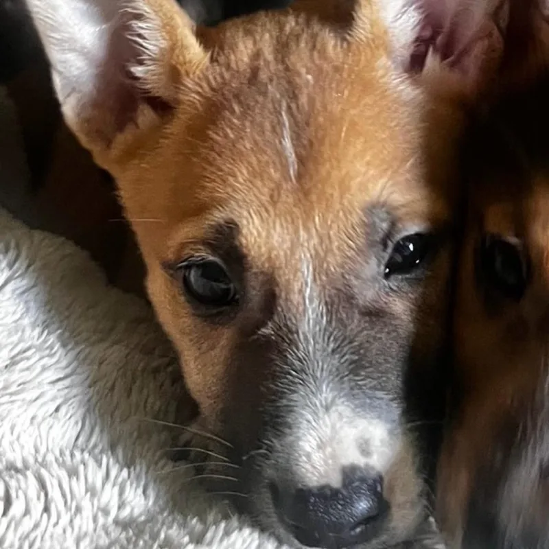 A young small-sized female Mixed Breed dog named Nyla for adoption in Columbus, GA