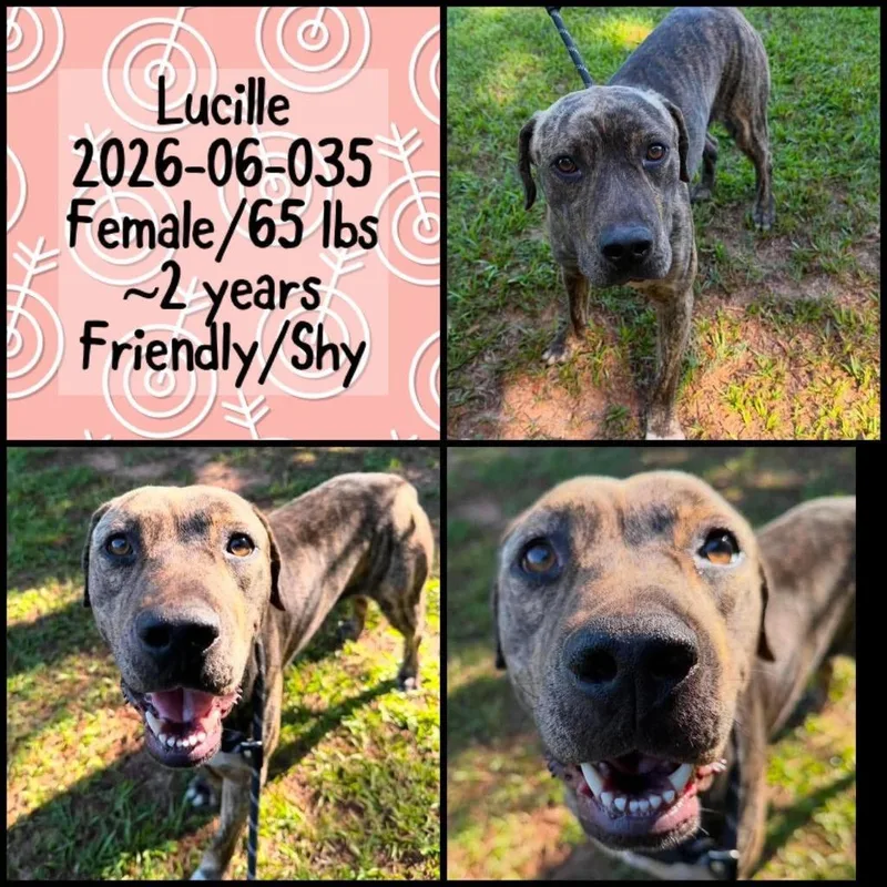 A young medium-sized female Labrador Retriever dog named Lucille for adoption in Winder, GA