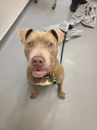 A young large-sized male Pit Bull Terrier dog named Bhim for adoption in Seattle, WA