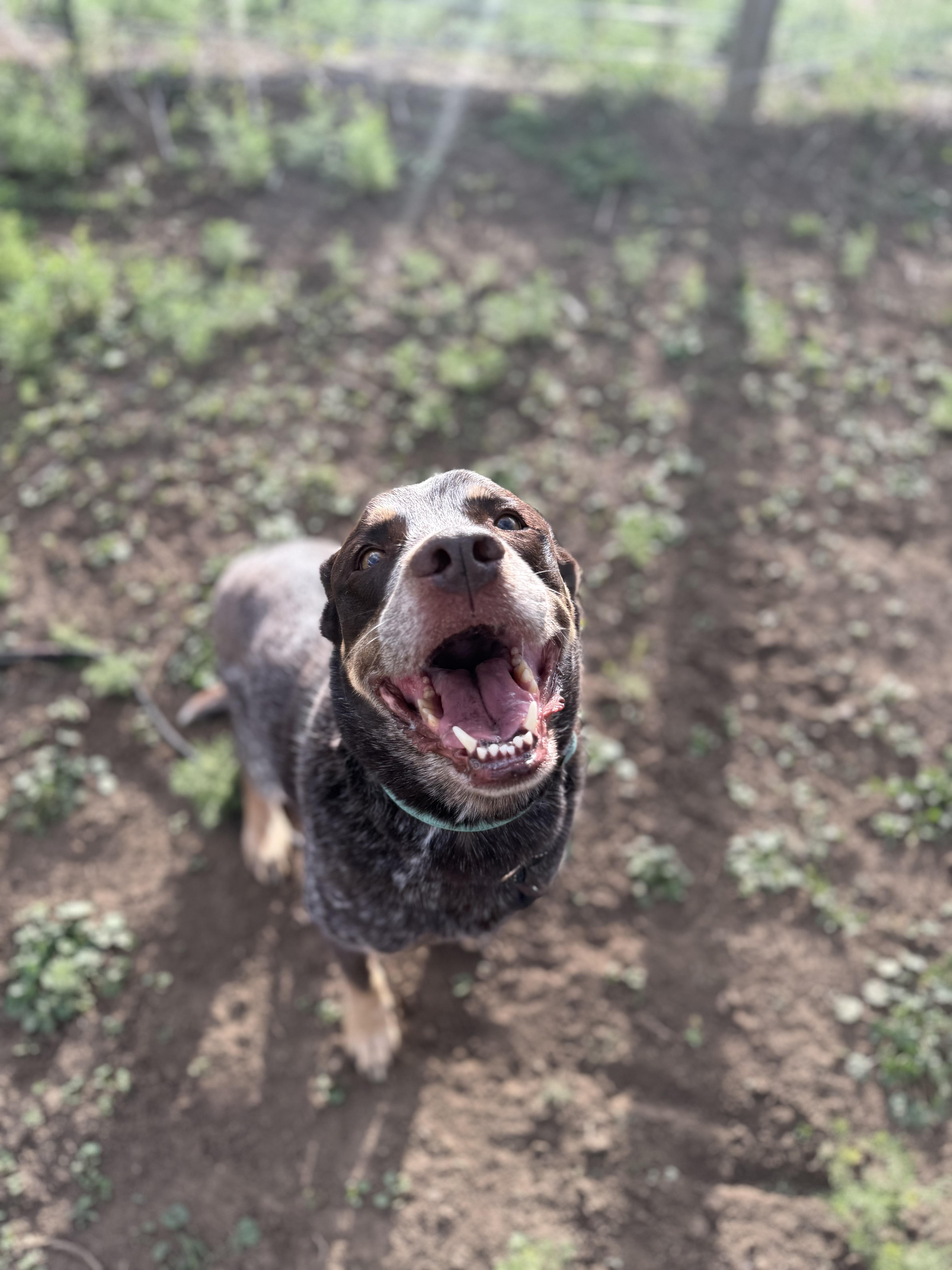 A senior medium-sized male Brown / Chocolate Cattle Dog dog named Renobobby for adoption in Fort Collins, CO