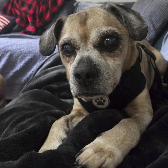A senior small-sized male Pug dog named Pappy for adoption in Hagerstown, MD