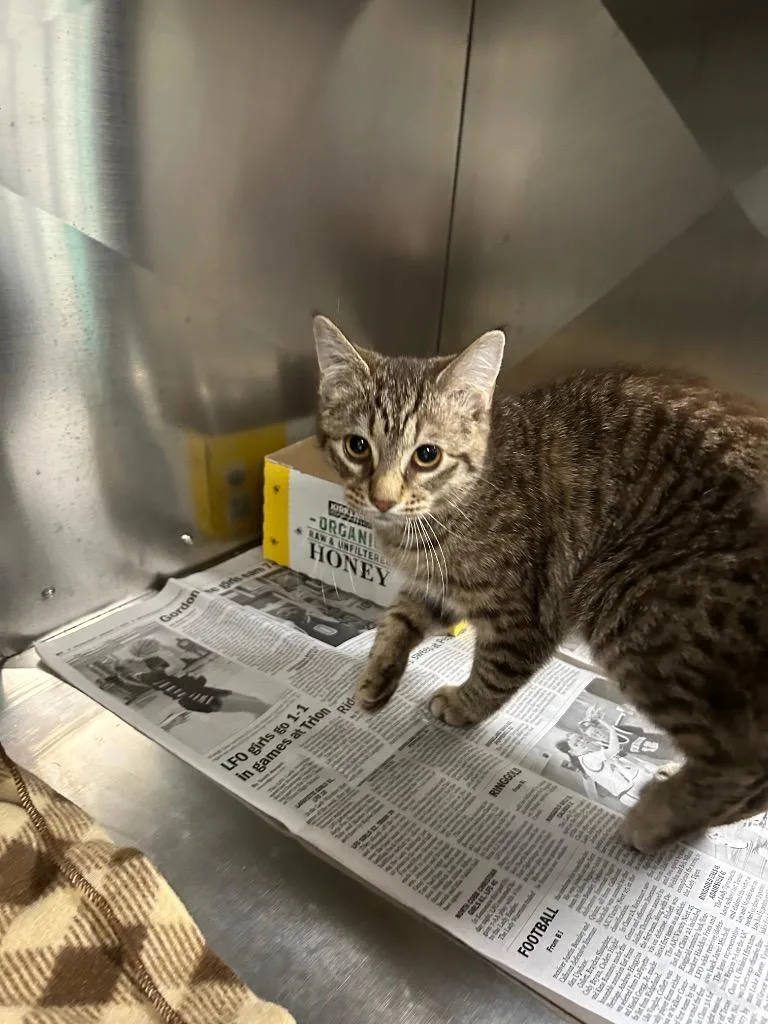 A baby small-sized female Domestic Short Hair cat named Sophiarabies Sn for adoption in Chickamauga , GA