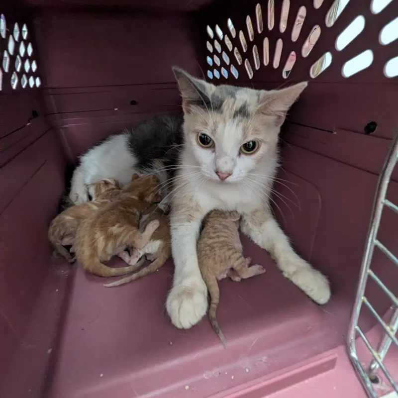 A young medium-sized female White Domestic Short Hair cat named Eva for adoption in Austin, TX