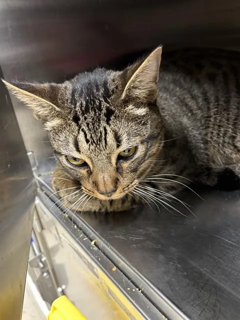 A young small-sized male Domestic Short Hair cat named Papa Doc for adoption in Killeen, TX