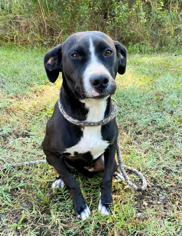 A young medium-sized female Pointer dog named Boo Berry for adoption in Monroe, GA