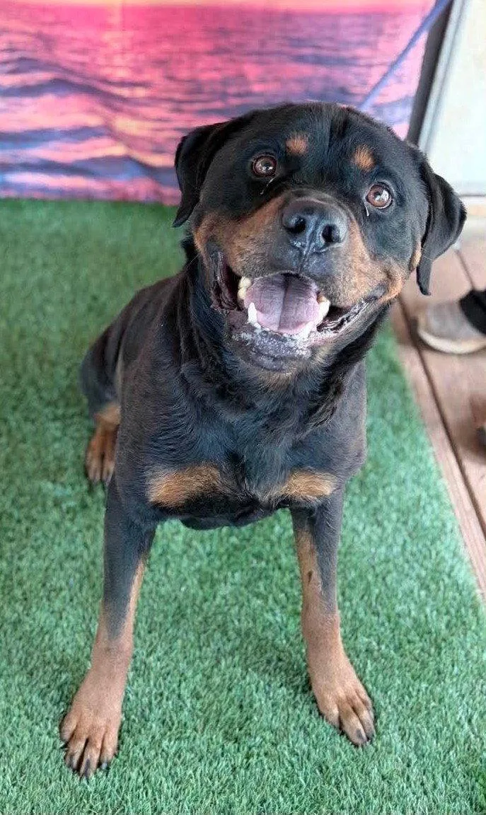 An adult large-sized male Rottweiler dog named Peyton for adoption in Hillsboro, NH