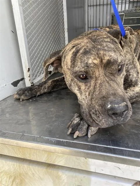 An adult extra large-sized male Mastiff dog named Cane for adoption in Bakersfield, CA