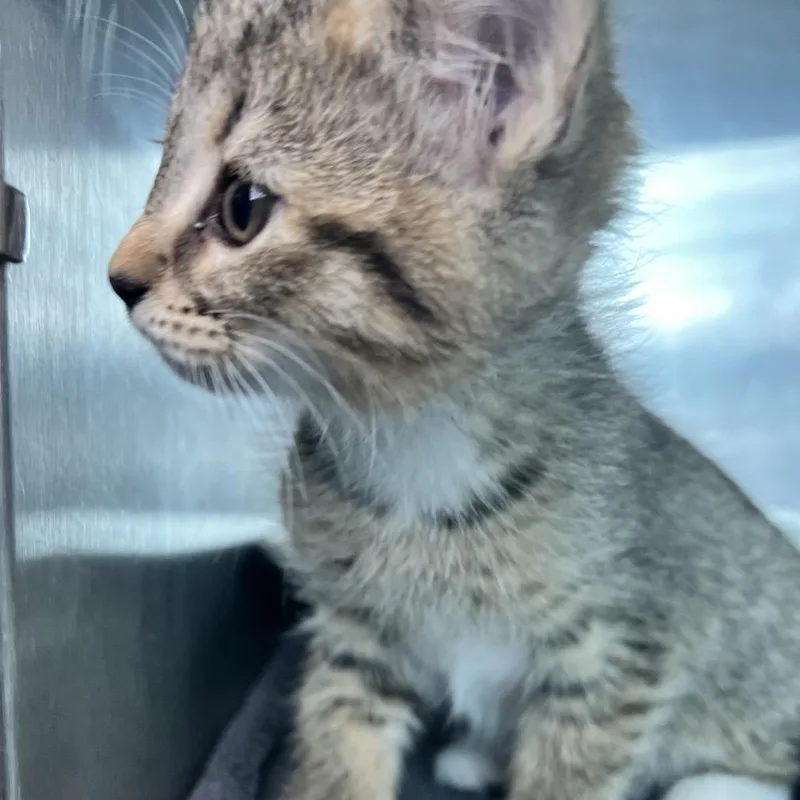 A baby small-sized female Brown / Chocolate Domestic Short Hair cat named Harvest for adoption in Matteson, IL