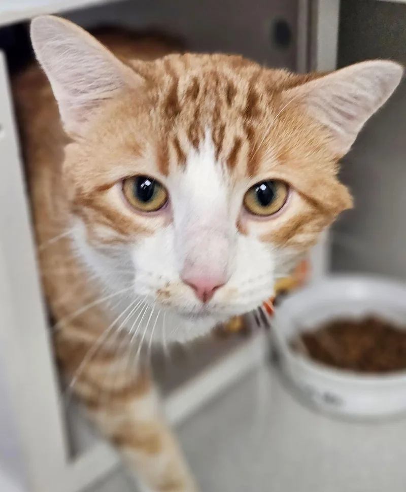 An adult medium-sized male Domestic Short Hair cat named Busy for adoption in Iowa City, IA