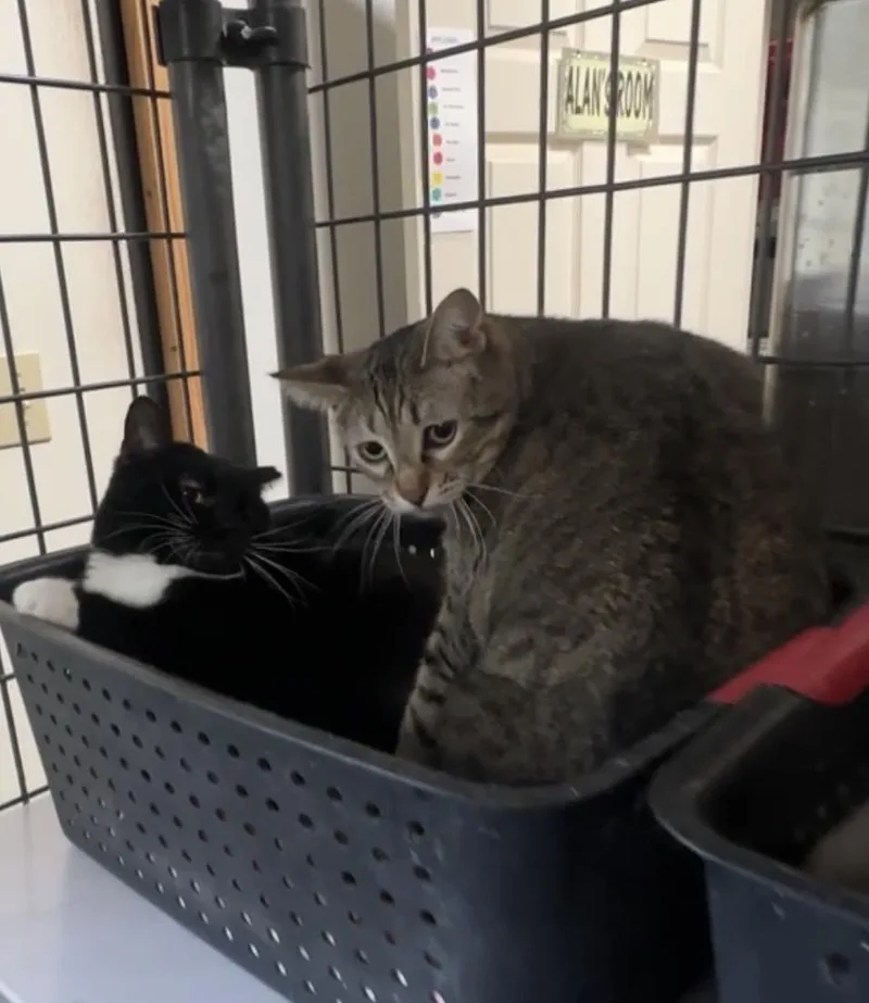 An adult medium-sized female Black Domestic Short Hair cat named Betsey And Contessa for adoption in Okanogan, WA