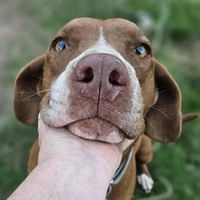 Rosie