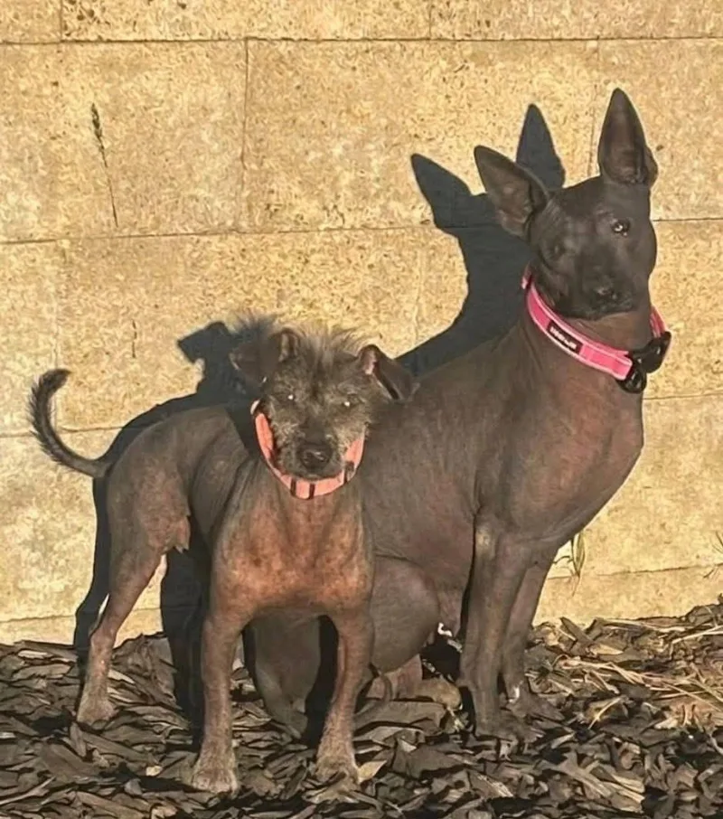 An adult small-sized male Xoloitzcuintli / Mexican Hairless dog named Jack for adoption in Upland, CA